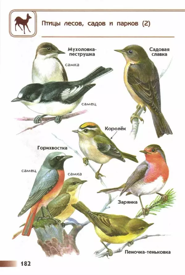 Андрей Плешаков - От земли до неба. Атлас-определитель - Страница № 184