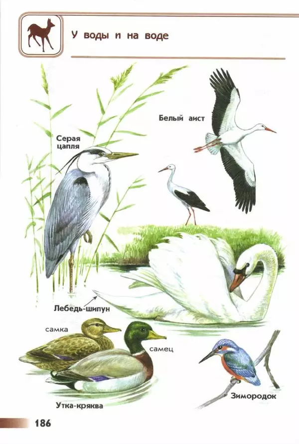 Андрей Плешаков - От земли до неба. Атлас-определитель - Страница № 188