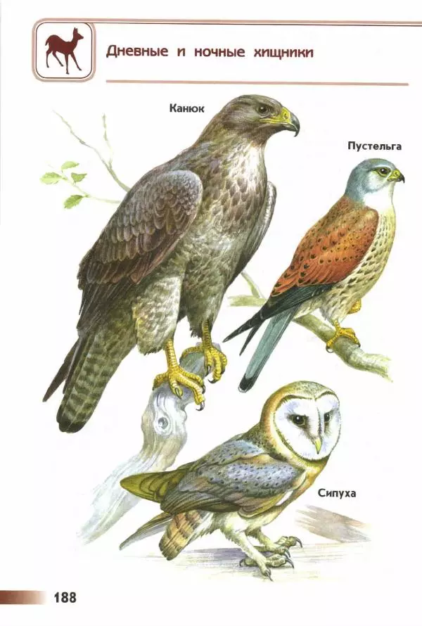 Андрей Плешаков - От земли до неба. Атлас-определитель - Страница № 190