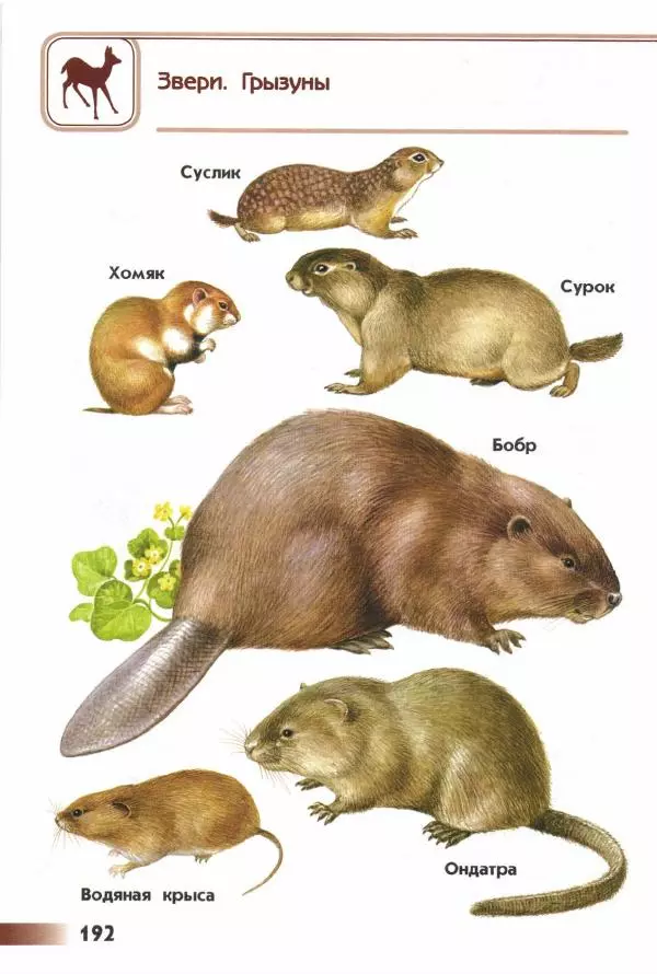 Андрей Плешаков - От земли до неба. Атлас-определитель - Страница № 194