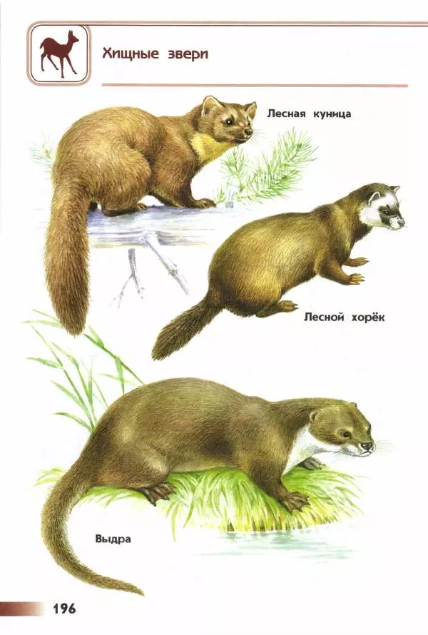 Андрей Плешаков - От земли до неба. Атлас-определитель - Страница № 198