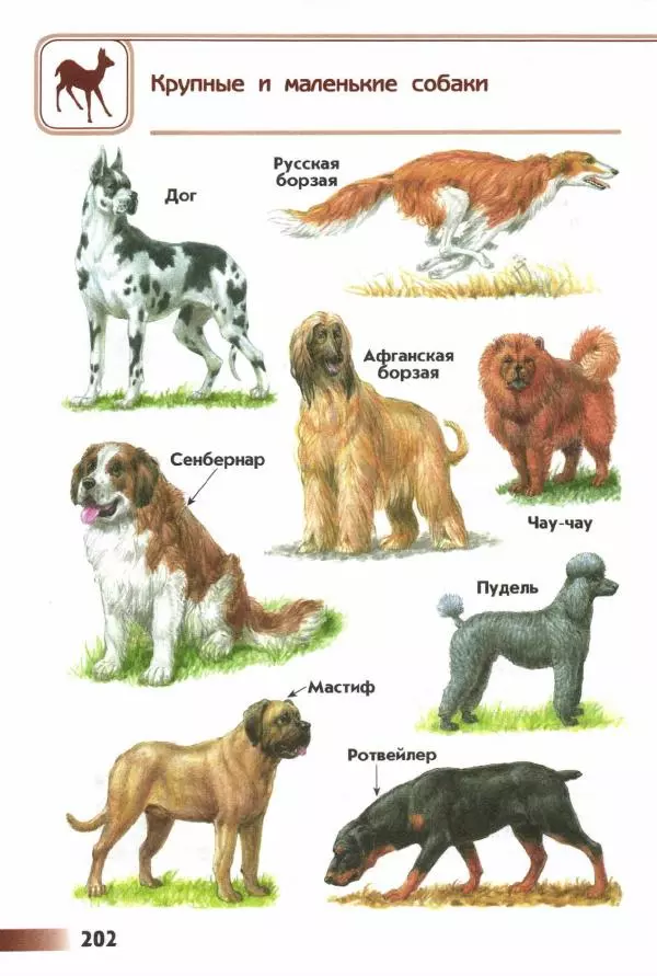 Андрей Плешаков - От земли до неба. Атлас-определитель - Страница № 204