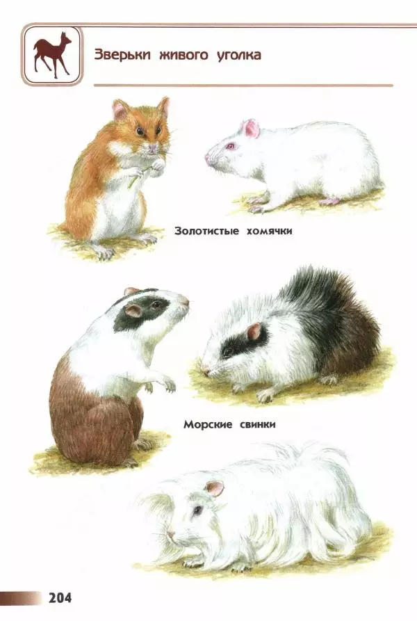 Андрей Плешаков - От земли до неба. Атлас-определитель - Страница № 206