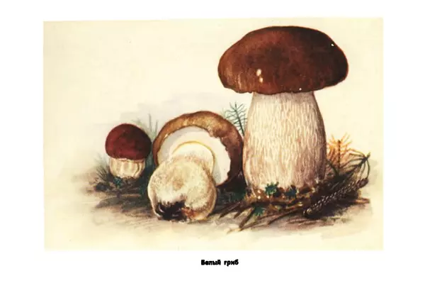 Борис Васильков - Грибы - Страница № 13
