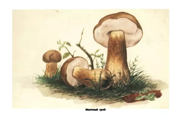 Борис Васильков - Грибы - Страница № 21