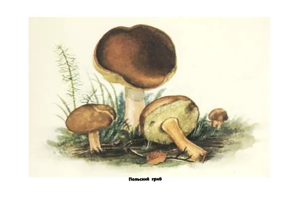 Борис Васильков - Грибы - Страница № 23