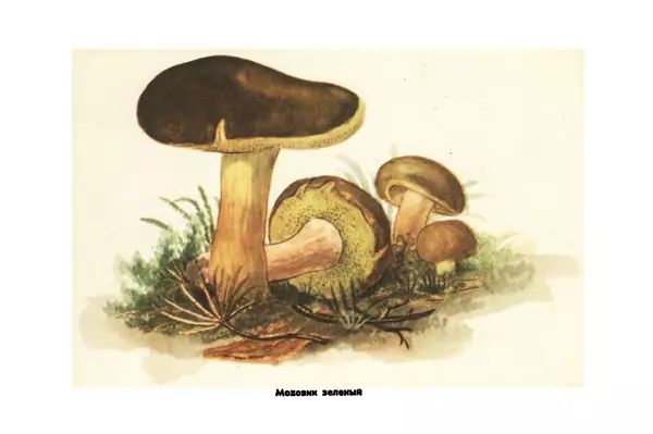 Борис Васильков - Грибы - Страница № 25