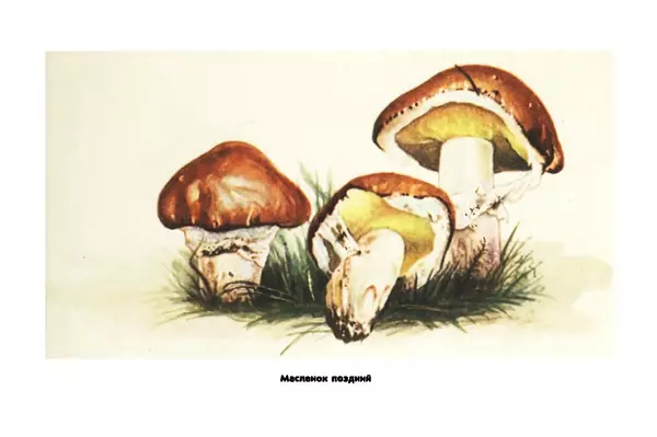 Борис Васильков - Грибы - Страница № 31