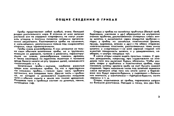 Борис Васильков - Грибы - Страница № 4