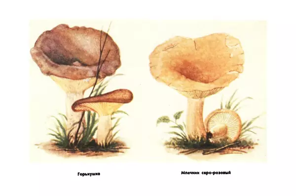 Борис Васильков - Грибы - Страница № 51