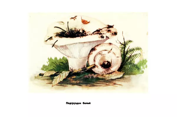 Борис Васильков - Грибы - Страница № 55