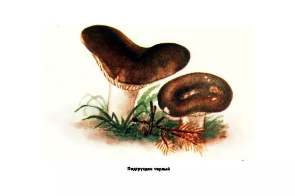 Борис Васильков - Грибы - Страница № 57