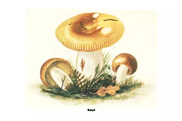 Борис Васильков - Грибы - Страница № 59