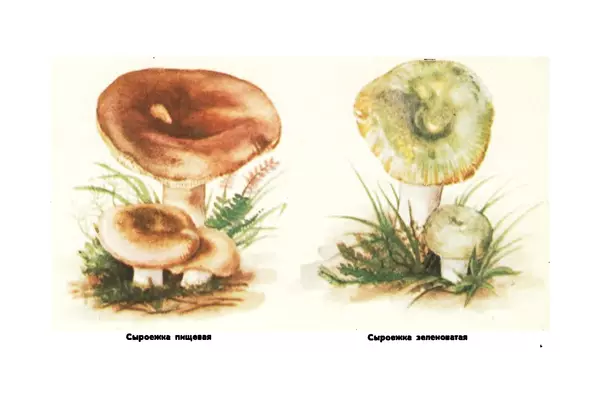 Борис Васильков - Грибы - Страница № 61