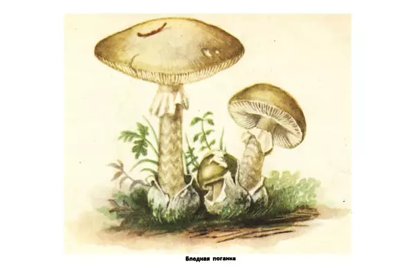 Борис Васильков - Грибы - Страница № 81