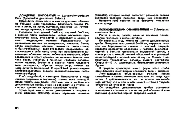 Борис Васильков - Грибы - Страница № 88