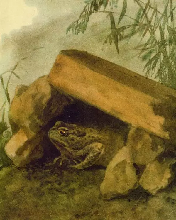 Георгий Скребицкий - Новые знакомые - Страница № 14