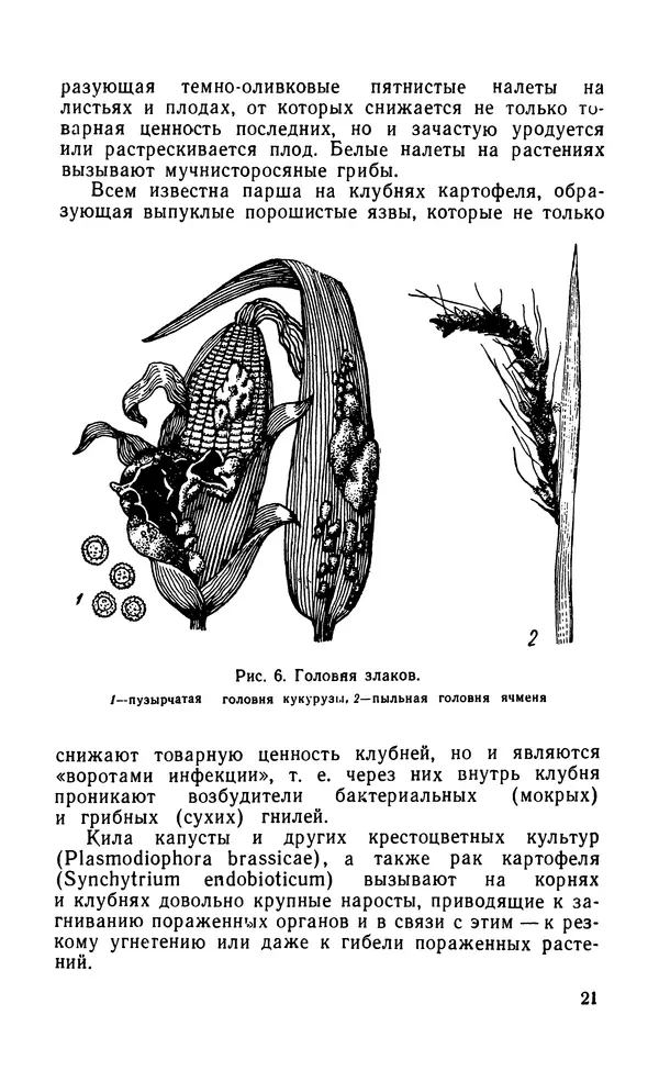 Михаил Хохряков - Вредные и полезные грибы - Страница № 22