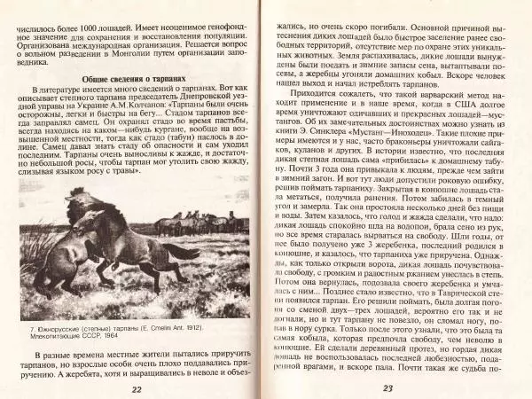 Владимир Гладенко - Книга о лошади - Страница № 13 Владимир Гладенко - Книга о лошади - Страница № 13