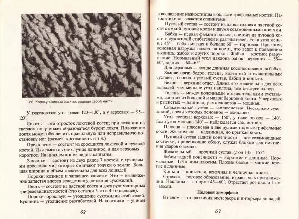 Владимир Гладенко - Книга о лошади - Страница № 33