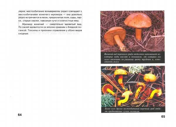 Михаил Вишневский - Несъедобные, ядовитые и галюциногенные грибы - Страница № 33
