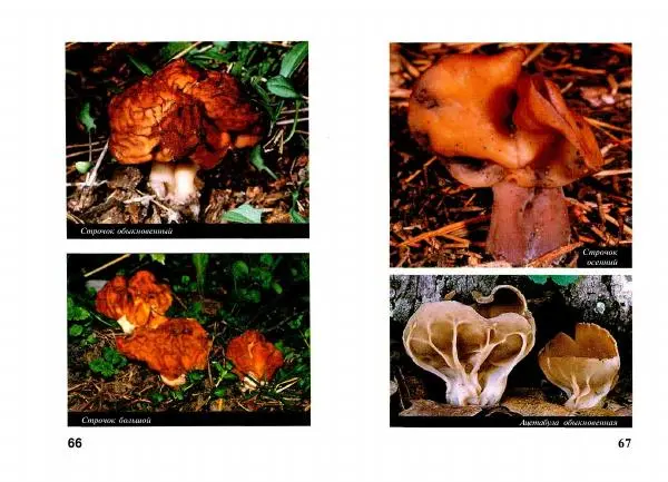 Михаил Вишневский - Несъедобные, ядовитые и галюциногенные грибы - Страница № 34