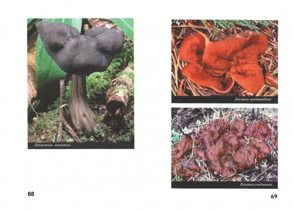 Михаил Вишневский - Несъедобные, ядовитые и галюциногенные грибы - Страница № 35