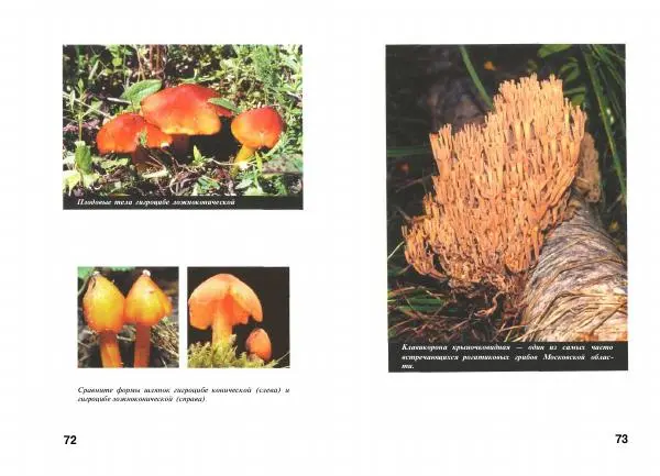 Михаил Вишневский - Несъедобные, ядовитые и галюциногенные грибы - Страница № 37