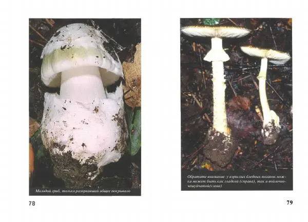 Михаил Вишневский - Несъедобные, ядовитые и галюциногенные грибы - Страница № 40