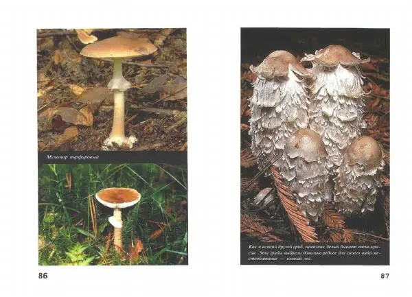 Михаил Вишневский - Несъедобные, ядовитые и галюциногенные грибы - Страница № 44