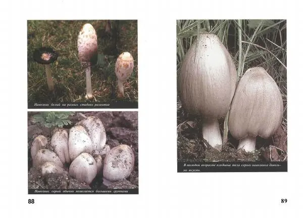 Михаил Вишневский - Несъедобные, ядовитые и галюциногенные грибы - Страница № 45