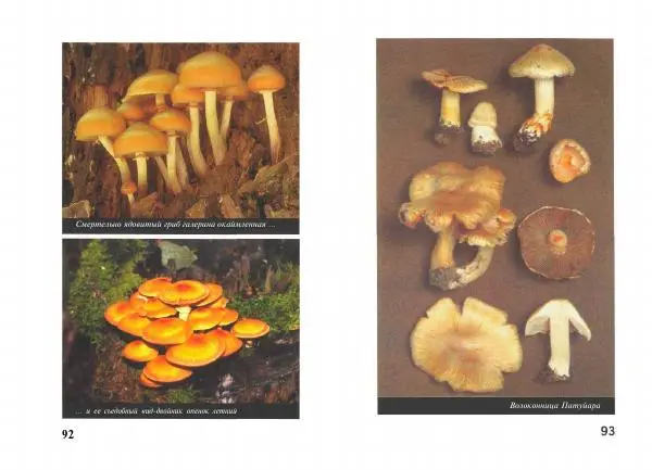 Михаил Вишневский - Несъедобные, ядовитые и галюциногенные грибы - Страница № 47