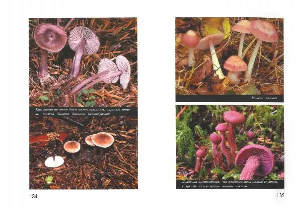 Михаил Вишневский - Несъедобные, ядовитые и галюциногенные грибы - Страница № 68