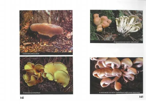 Михаил Вишневский - Несъедобные, ядовитые и галюциногенные грибы - Страница № 72