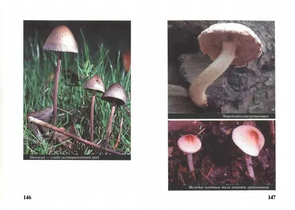 Михаил Вишневский - Несъедобные, ядовитые и галюциногенные грибы - Страница № 74