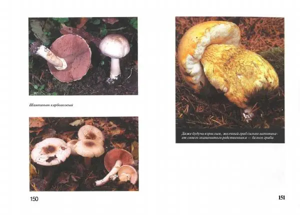 Михаил Вишневский - Несъедобные, ядовитые и галюциногенные грибы - Страница № 76