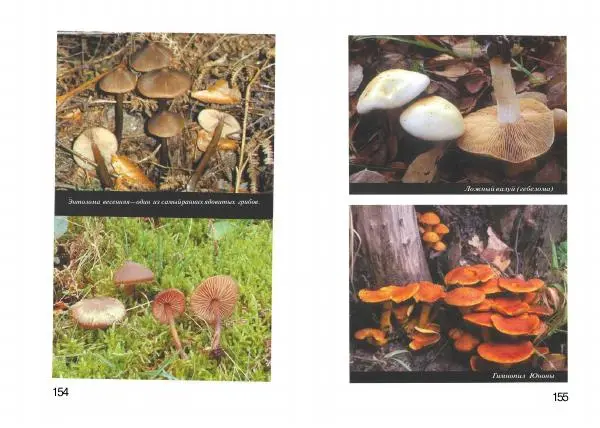 Михаил Вишневский - Несъедобные, ядовитые и галюциногенные грибы - Страница № 78