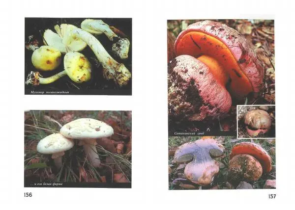 Михаил Вишневский - Несъедобные, ядовитые и галюциногенные грибы - Страница № 79