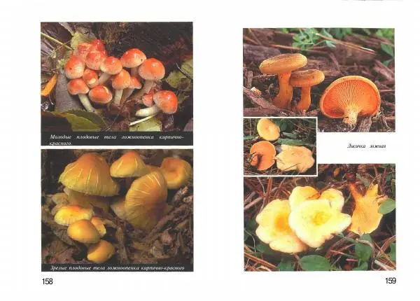 Михаил Вишневский - Несъедобные, ядовитые и галюциногенные грибы - Страница № 80