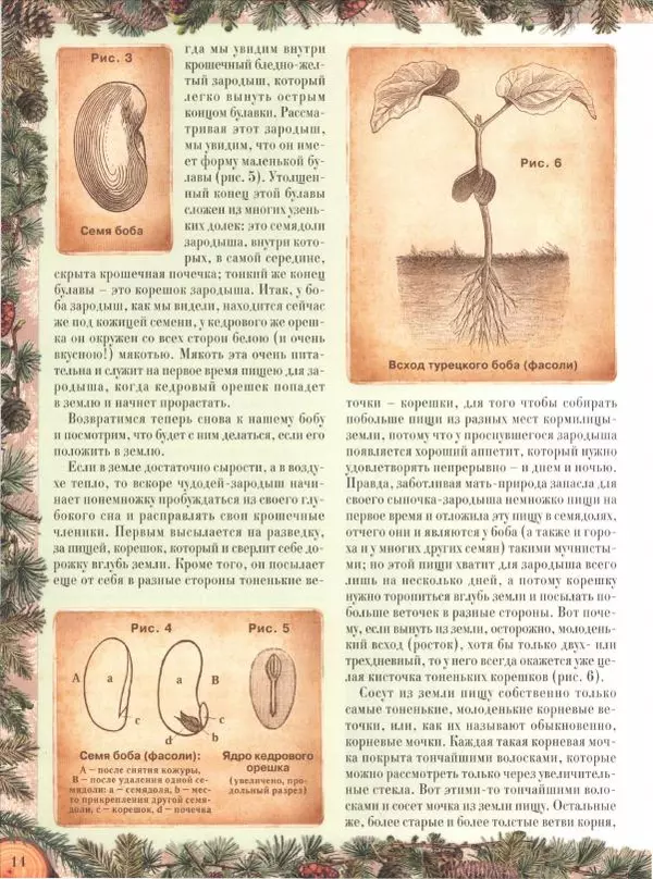 Дмитрий Кайгородов - Беседы о русском лесе - Страница № 14