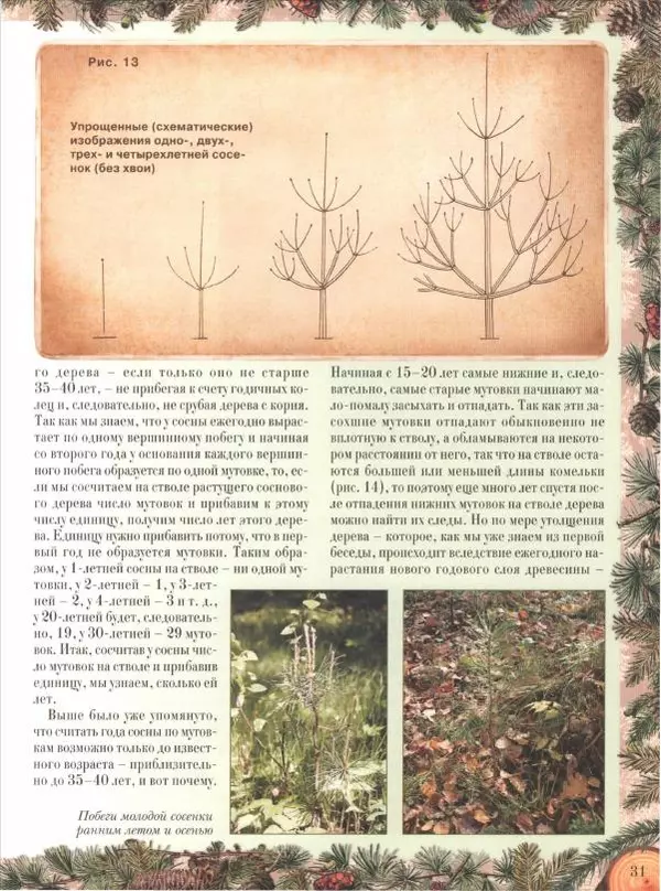Дмитрий Кайгородов - Беседы о русском лесе - Страница № 31