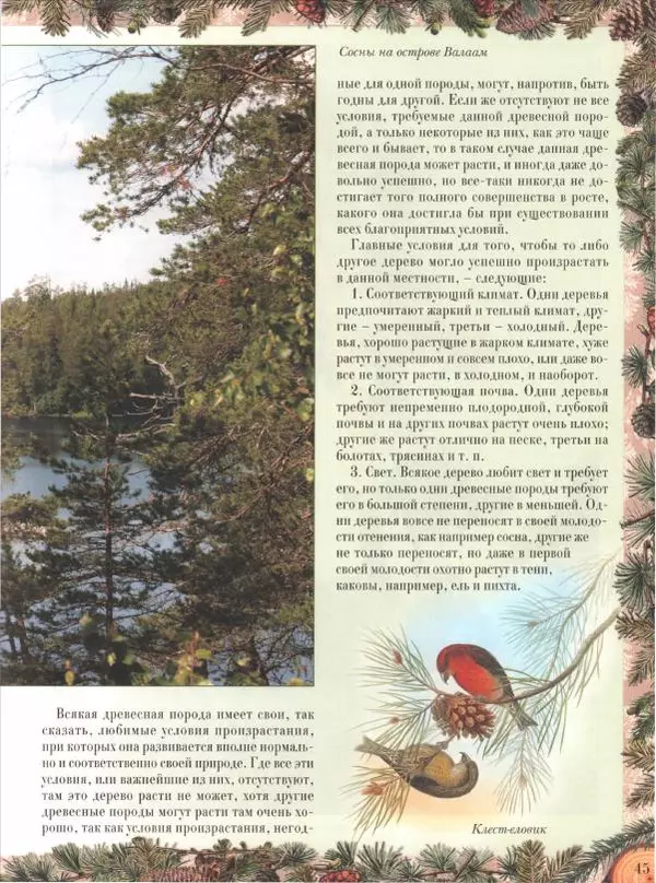 Дмитрий Кайгородов - Беседы о русском лесе - Страница № 45