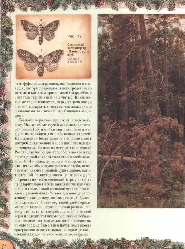 Дмитрий Кайгородов - Беседы о русском лесе - Страница № 58