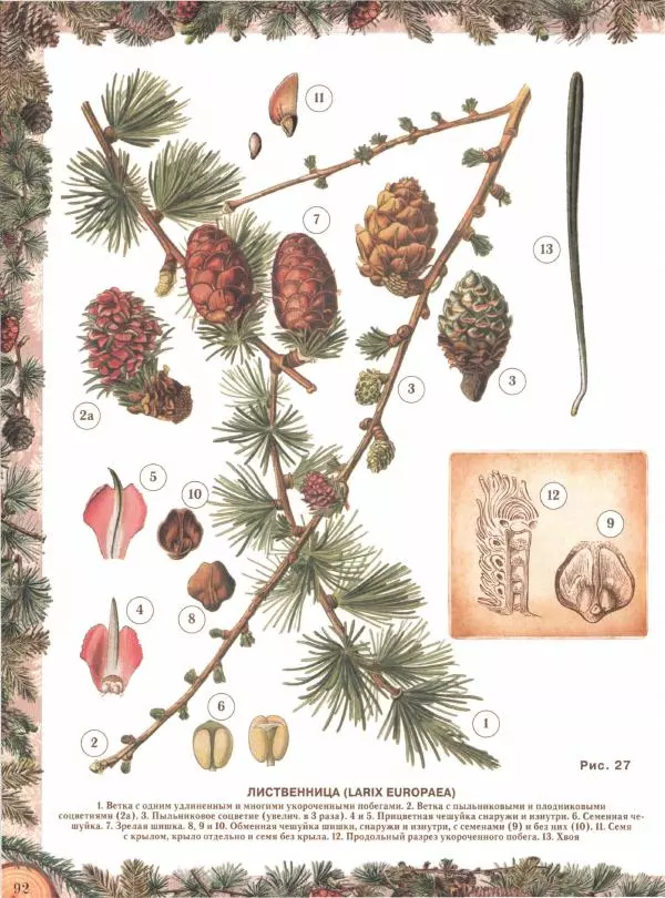 Дмитрий Кайгородов - Беседы о русском лесе - Страница № 92