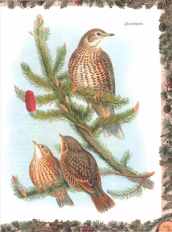 Дмитрий Кайгородов - Беседы о русском лесе - Страница № 123