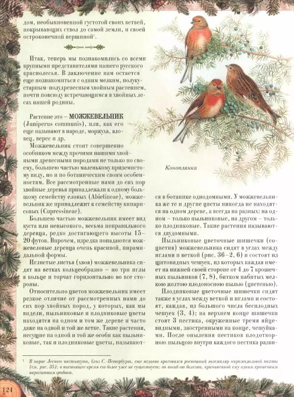 Дмитрий Кайгородов - Беседы о русском лесе - Страница № 124