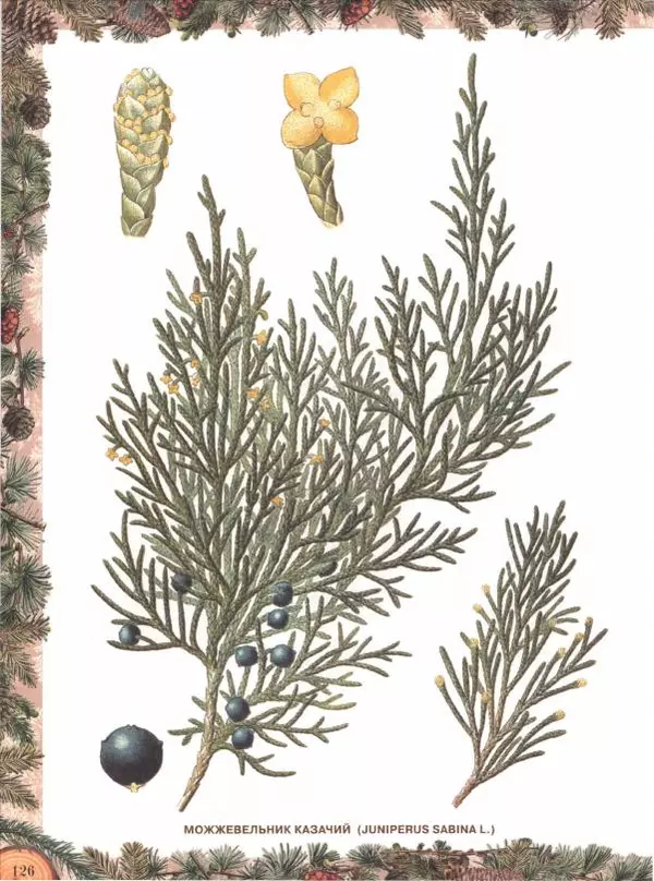 Дмитрий Кайгородов - Беседы о русском лесе - Страница № 126