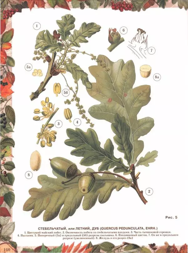 Дмитрий Кайгородов - Беседы о русском лесе - Страница № 160