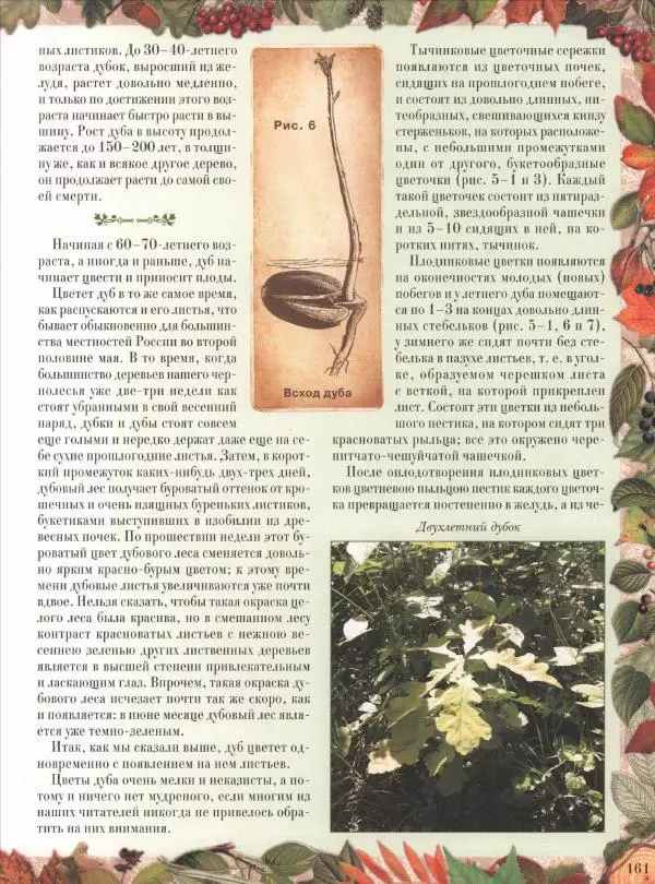 Дмитрий Кайгородов - Беседы о русском лесе - Страница № 161