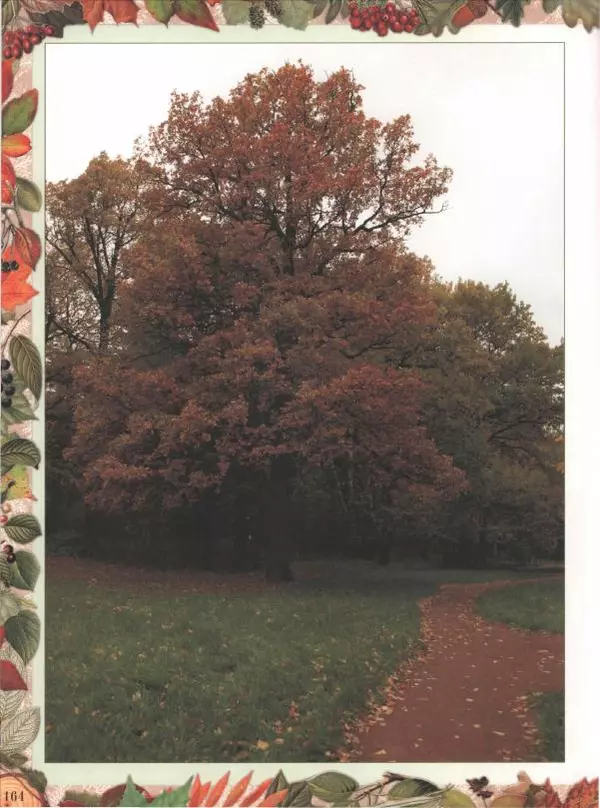 Дмитрий Кайгородов - Беседы о русском лесе - Страница № 164